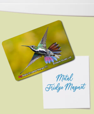 Fridge Magnet (Hummingbird) Black Throated Mango (F)