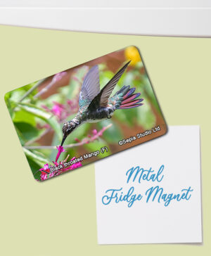 Fridge Magnet (Hummingbird) Black Throated Mango (F)