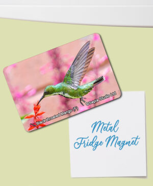Fridge Magnet (Hummingbird) Black Throated Mango (F)