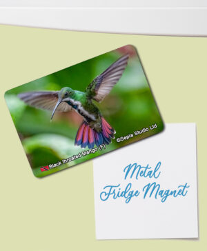 Fridge Magnet (Hummingbird) Black Throated Mango (F)