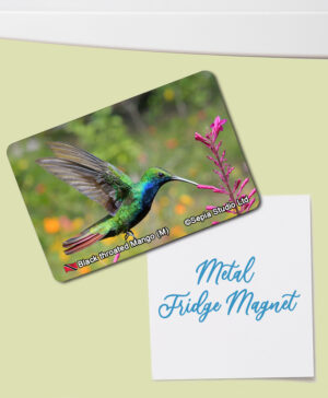 Fridge Magnet (Hummingbird) Black Throated Mango (M)