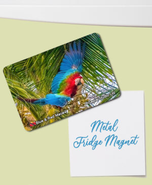 Fridge Magnet (Birds) Blue & Red Macaw