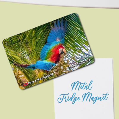 Fridge Magnet (Birds) Blue & Red Macaw