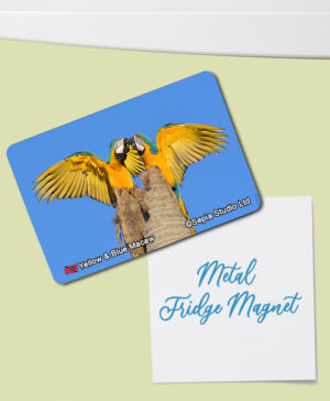 Fridge Magnet (Birds) Blue & Yellow Macaw