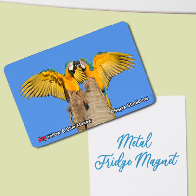 Fridge Magnet (Birds) Blue & Yellow Macaw