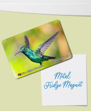 Fridge Magnet (Hummingbird) Blue-chinned Sapphire