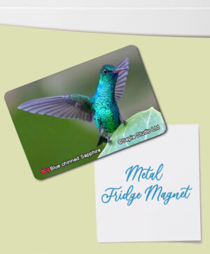 Fridge Magnet (Hummingbird) Blue-chinned Sapphire