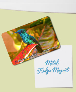 Fridge Magnet (Hummingbird) Blue-chinned Sapphire