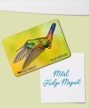 Fridge Magnet (Hummingbird) Copper-rumped