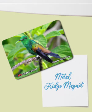 Fridge Magnet (Hummingbird) Copper-rumped