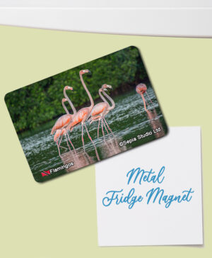 Fridge Magnet (Birds) Flamingos at Caroni Bird Sanctuary
