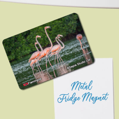 Fridge Magnet (Birds) Flamingos at Caroni Bird Sanctuary