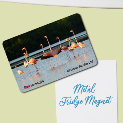 Fridge Magnet (Birds) Flamingos at Caroni Bird Sanctuary