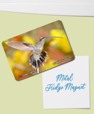 Fridge Magnet (Hummingbird) Green Hermit