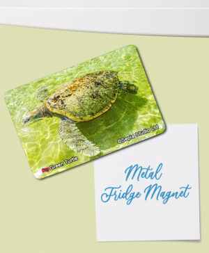 Fridge Magnet (Turtles) Green Turtle