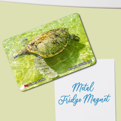 Fridge Magnet (Turtles) Green Turtle