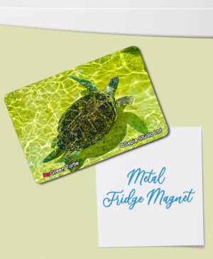 Fridge Magnet (Turtles) Green Turtle