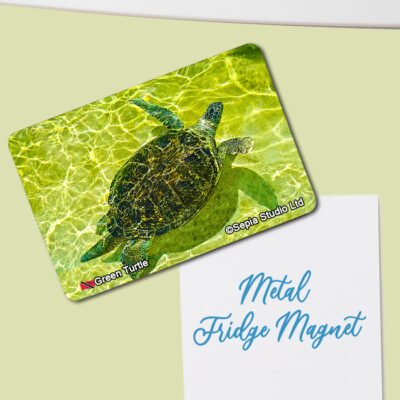 Fridge Magnet (Turtles) Green Turtle