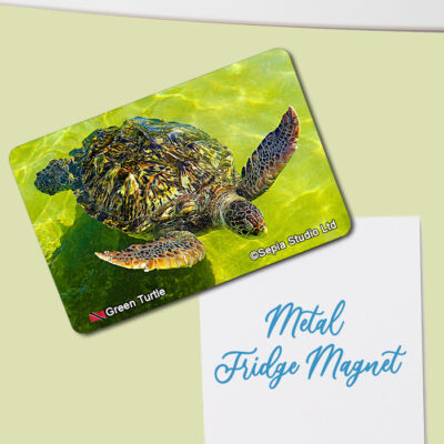 Fridge Magnet (Turtles) Green Turtle