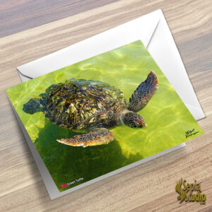 Greeting Cards 5" x 7" (Turtles) Green Turtle