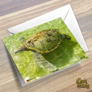 Greeting Cards 5" x 7" (Turtles) Green Turtle