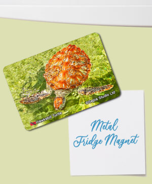 Fridge Magnet (Turtles) Hawksbill Turtle