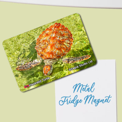 Fridge Magnet (Turtles) Hawksbill Turtle