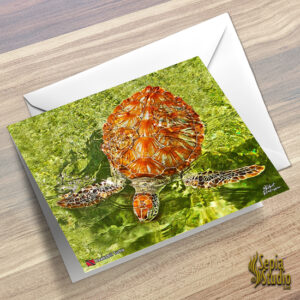 Greeting Cards 5" x 7" (Turtles) Hawksbill Turtle