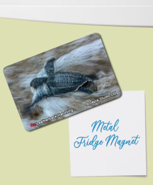 Fridge Magnet (Turtles) Leatherback Turtle Hatchling