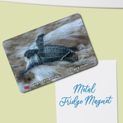 Fridge Magnet (Turtles) Leatherback Turtle Hatchling