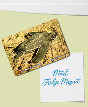 Fridge Magnet (Turtles) Leatherback Turtle Hatchling
