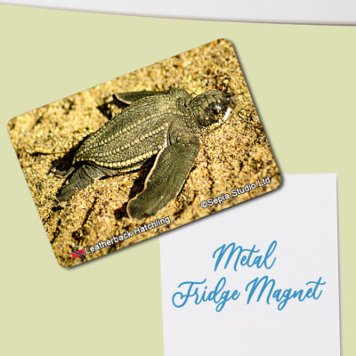 Fridge Magnet (Turtles) Leatherback Turtle Hatchling