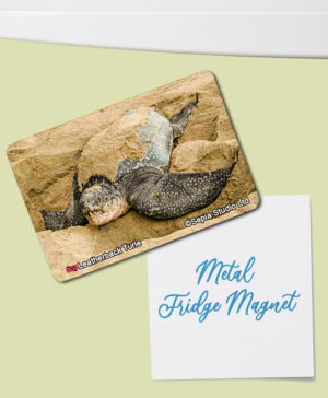 Fridge Magnet (Turtles) Leatherback Turtle