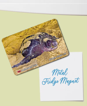 Fridge Magnet (Turtles) Leatherback Turtle