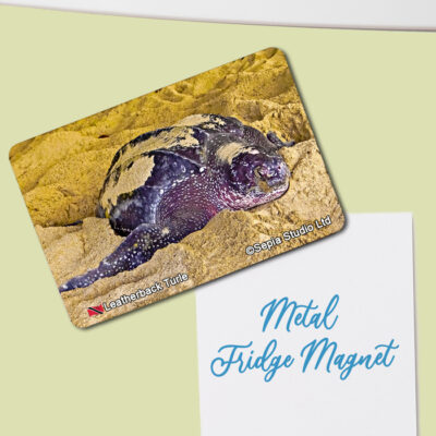 Fridge Magnet (Turtles) Leatherback Turtle