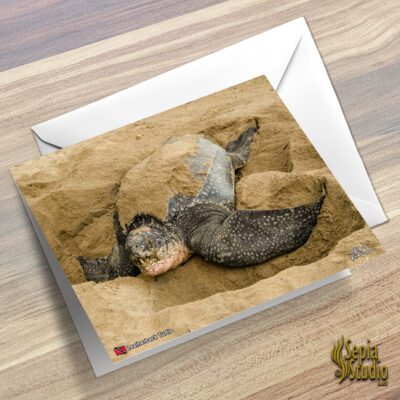 Greeting Cards 5" x 7" (Turtles) Leatherback Turtle