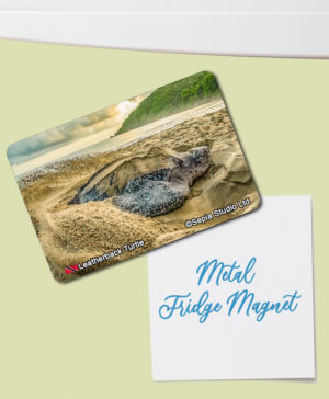 Fridge Magnet (Turtles) Leatherback Turtle