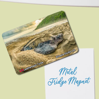 Fridge Magnet (Turtles) Leatherback Turtle