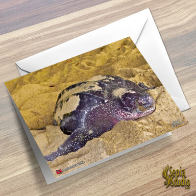Greeting Cards 5" x 7" (Turtles) Leatherback Turtle