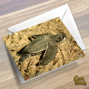 Greeting Cards 5" x 7" (Turtles) Leatherback Turtle Hatchling
