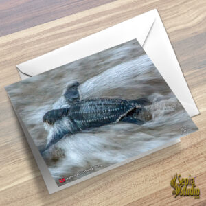 Greeting Cards 5" x 7" (Turtles) Leatherback Turtle Hatchling