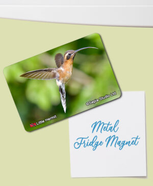 Fridge Magnet (Hummingbird) Little Hermit