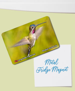 Fridge Magnet (Hummingbird) Long-billed Starthroat