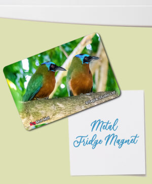 Fridge Magnet (Birds) Motmot