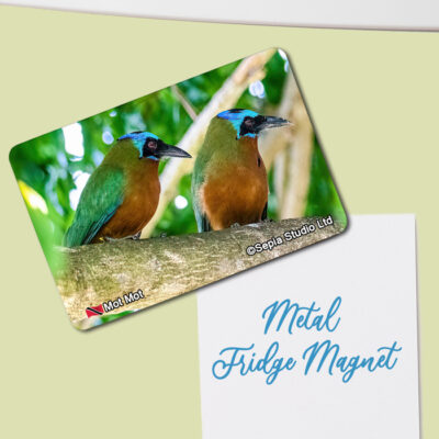 Fridge Magnet (Birds) Motmot