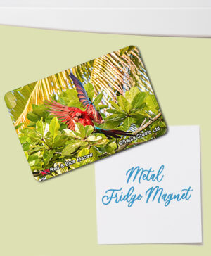 Fridge Magnet (Birds) Red Macaw
