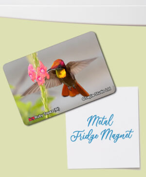 Fridge Magnet (Hummingbird) Ruby Topaz (M)