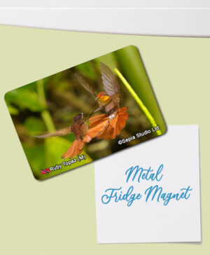 Fridge Magnet (Hummingbird) Ruby Topaz (M)