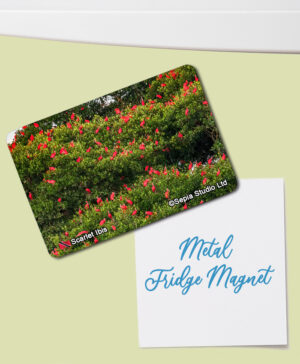 Fridge Magnet (Birds) Scarlet Ibis