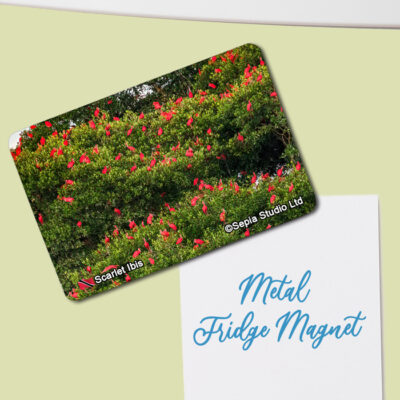 Fridge Magnet (Birds) Scarlet Ibis